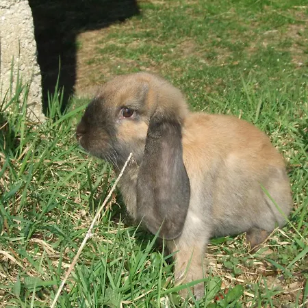 Apartment Agelbauer Irschenberg