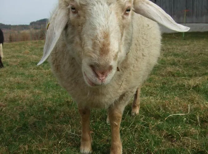 Agelbauer *